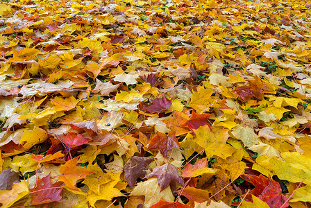 公园地面上的落叶