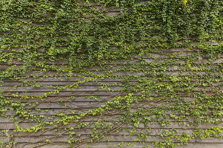 老房子上的常春藤，旧木墙上的绿叶