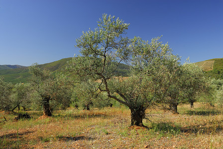 过敏原摄影照片_欧洲油橄榄，过敏原植物