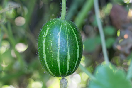 爱不可挡摄影照片_西葫芦亚种 andreana，原产于南美洲的不可食用的野南瓜