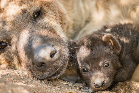 斑点鬣狗幼崽和她的母亲在克鲁格。