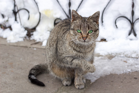 坐在寒冷的冬天的小灰色条纹毛茸茸的猫的特写