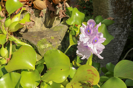 Eichhornia crassipes 盛开的紫罗兰花的特写。