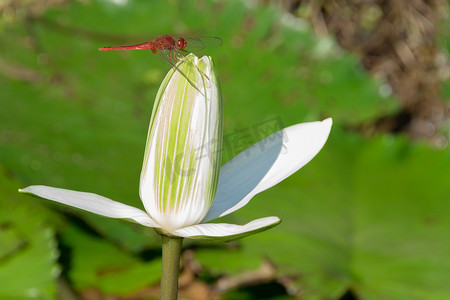 蜻蜓摄影照片_红蜻蜓