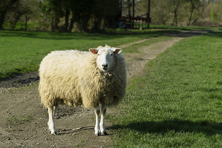 成年绵羊站在长满青草的田野中的农场跑道中间