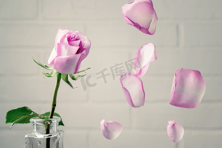 花瓶中的粉红色玫瑰花瓣飘落在白墙的背景下。