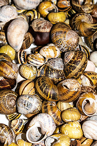 蜗牛壳摄影照片_收集空蜗牛壳