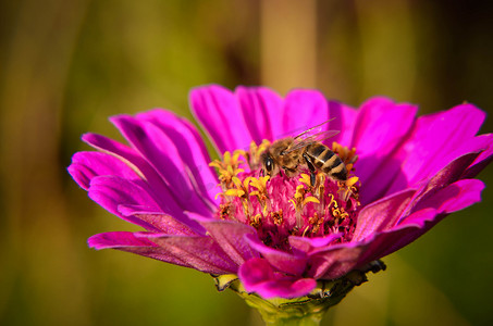 女装紫色摄影照片_蜜蜂在装饰性花园花上采集花粉的宏观