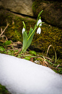 冬天雪中花朵摄影照片_春天的花朵雪花莲 (Galanthus nivalis) 从森林的雪中冒出来