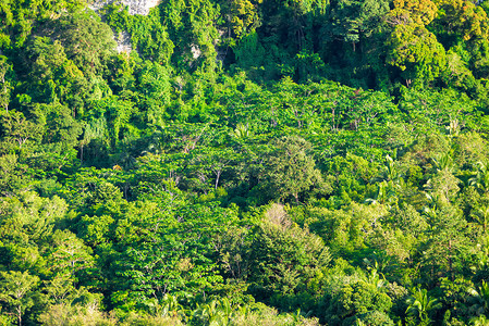 从上面看生长在岩石大鹏上的热带森林