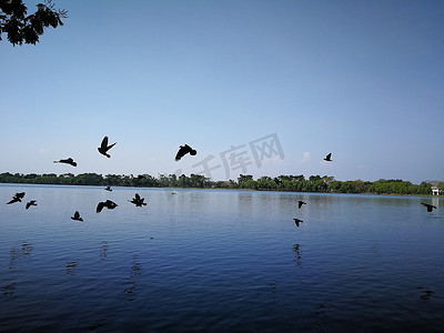 鸽鸟在泰国公共自然湖附近的天空中飞翔
