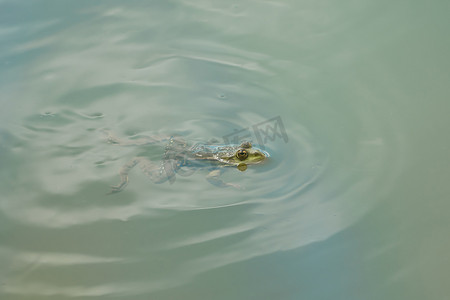坐在水中的青蛙的特写镜头
