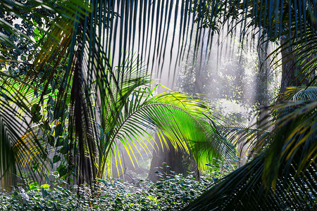 哥斯达黎加的丛林