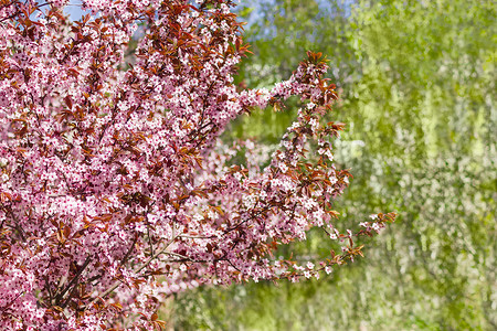 开花的观赏李树的背景
