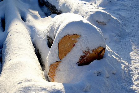 被砍伐的树木的树干排成一排，被雪覆盖
