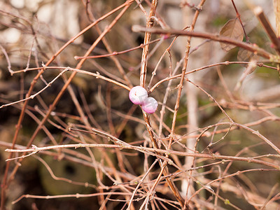 冬春季节摄影照片_冬春光秃秃的树上粉红色小花蕾的特写