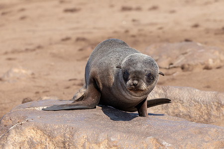 小海豹摄影照片_纳米比亚克罗斯角的小棕海豹