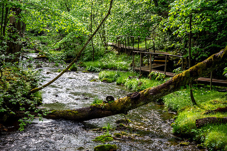 背景河流摄影照片_有河流、倒下的树和桥的森林。