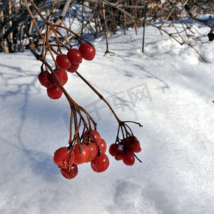 在树枝上结冰的红色荚莲属植物浆果特写