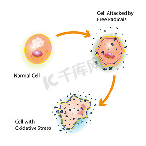 攻击摄影照片_细胞氧化应激