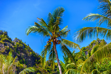 椰树与椰子与蓝天，西莱雷海滩，A
