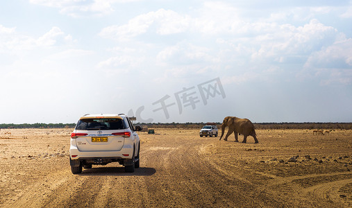 埃托沙摄影照片_非洲大象穿过纳米比亚埃托沙国家公园的一条碎石路