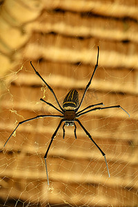 Nephila pilipes 或金色圆网蜘蛛的正面图。