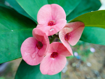 特写 Poi Sian 花粉红色和绿色