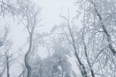 滴落雪花摄影照片_冻雨覆盖了公园森林中的树木和表面