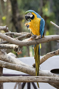 鹦鹉马科斯在泰国自然背景上的形象。