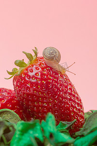 劳斯摄影照片_草莓上的小蜗牛