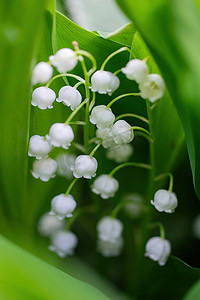 春天的花铃兰特写