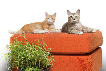坐在划伤的橙色布艺沙发上的小猫白色背景