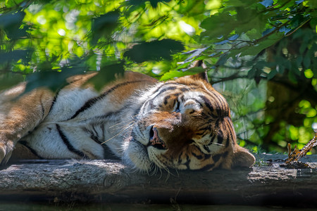 孟加拉虎 (Panthera tigris tigris) 睡觉