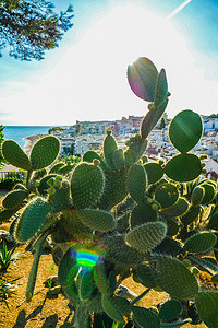 7天特惠摄影照片_西班牙巴塞罗那蒙特惠奇花园的仙人掌植物
