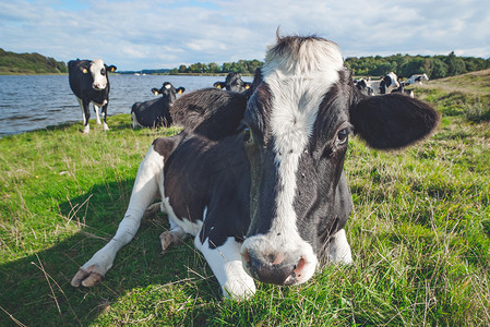 奶牛在河边的草地上休息