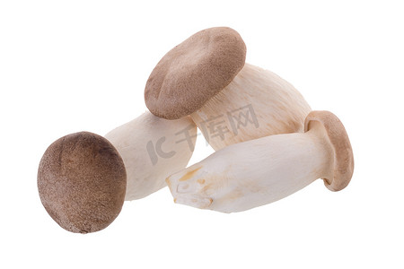 白色背景中的新鲜原产地蘑菇