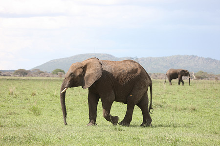 非洲博茨瓦纳大草原上的野生大象 (Elephantidae)