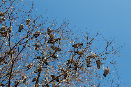 坐在树枝上的鸽子