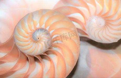 横截面鹦鹉螺海壳中的斐波那契模式