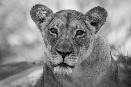 色母摄影照片_黑白两色的母狮主演。
