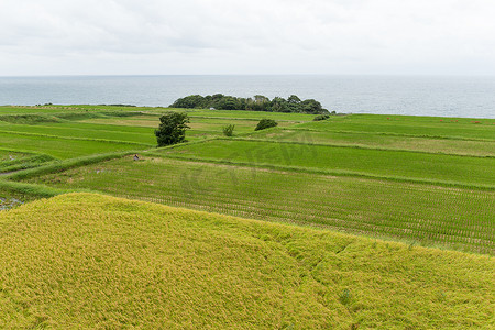 稻田和海边