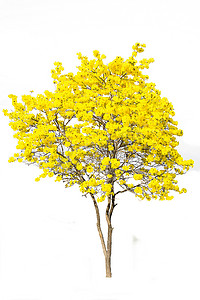 金色的树，白色背景上孤立的 tabebuia