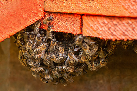 人工蜂箱入口处的蜜蜂群