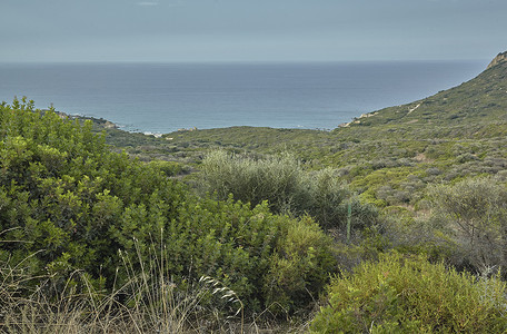 古丁摄影照片_撒丁岛海岸的地中海植被