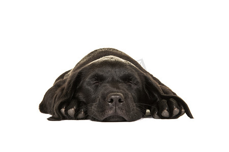 睡着的狗摄影照片_睡着的黑色拉布拉多小狗躺在白色背景的地板上