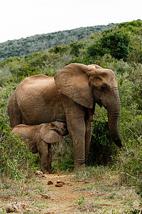 动物和宝宝摄影照片_妈妈和宝宝 - 非洲布什大象