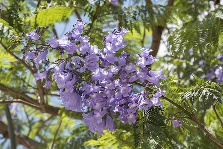 蓝花楹树花