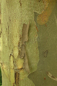 Platanus acerifolia，过敏原植物