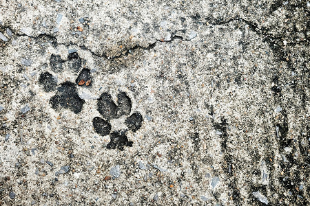 混凝土地面上的狗脚印。